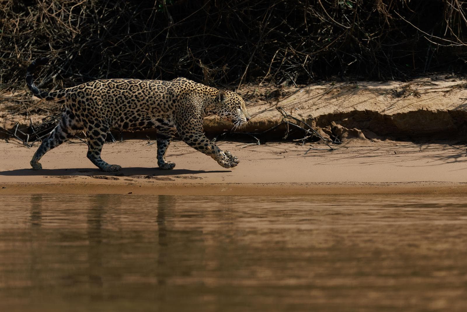 Sony FE 100–400mm F4.5 GM OSS – den perfekta wildlife-zoomen?
