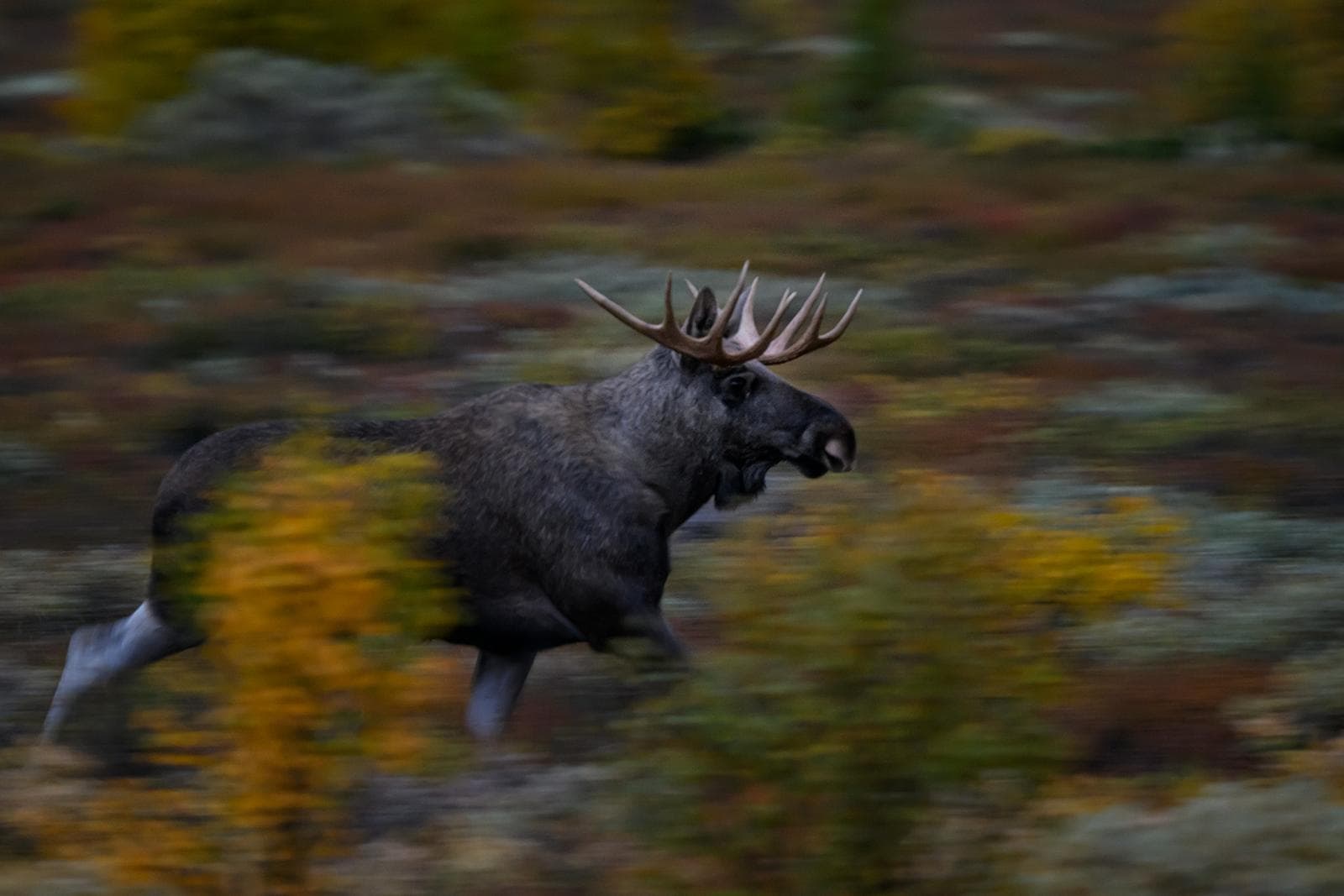 Myskoxar på Dovre i höstfärger 2026 — 5