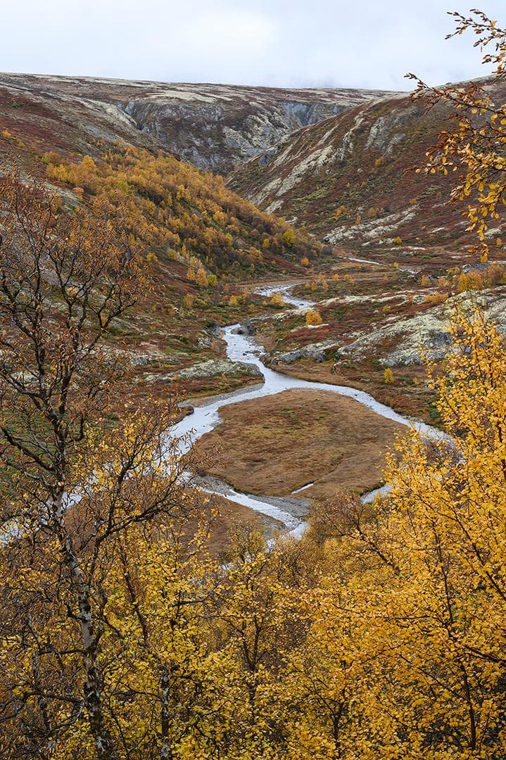 Myskoxar på Dovre i höstfärger 2026 — 13