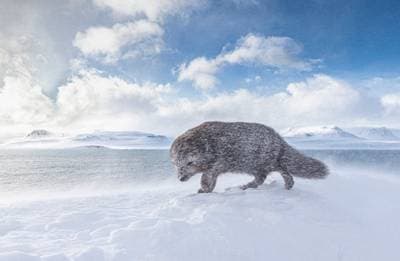 Fjällräv Island — 2
