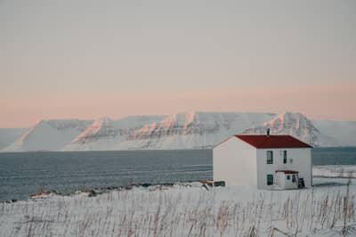 Fjällräv Island — 4