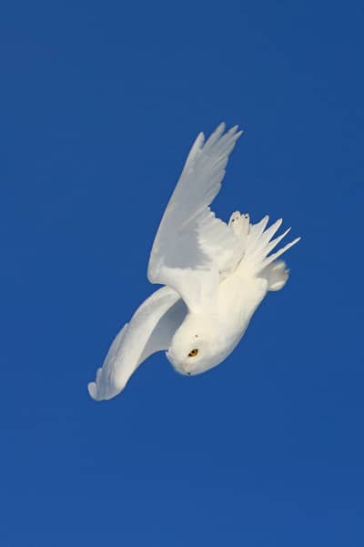 Fjällugglor i Kanada — 4