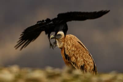 Gamar och pelikaner — 9