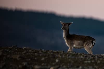 Gamar och pelikaner — 17