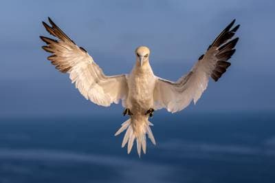 Helgoland Extra insatt — 17