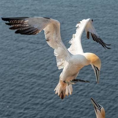 Helgoland Extra insatt — 18