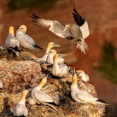 Helgoland Extra insatt — 4