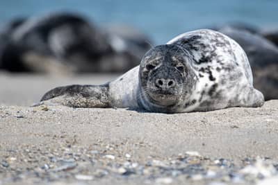 Helgoland Extra insatt — 41