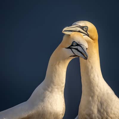 Helgoland Extra insatt — 6