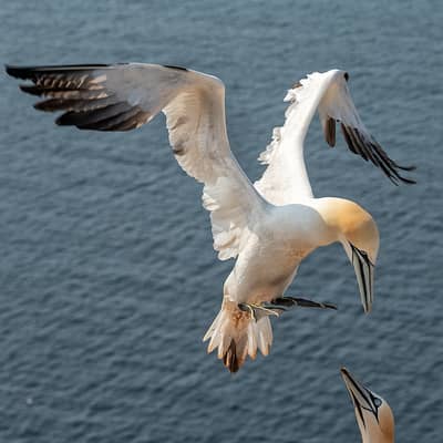 Helgoland Extra insatt — 19