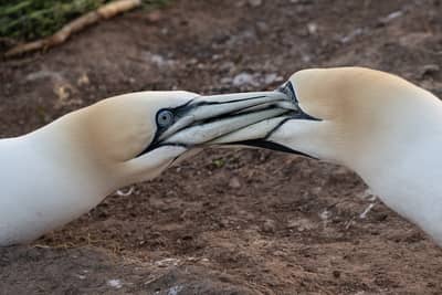 Helgoland Extra insatt — 28