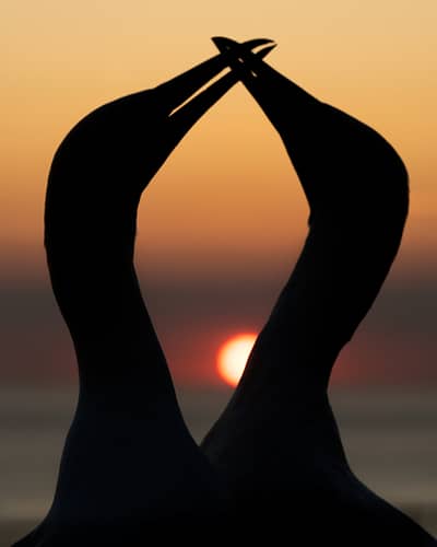 Helgoland Extra insatt — 34