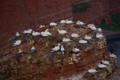 Helgoland Extra insatt — 22