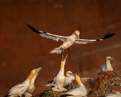 Helgoland Extra insatt — 9