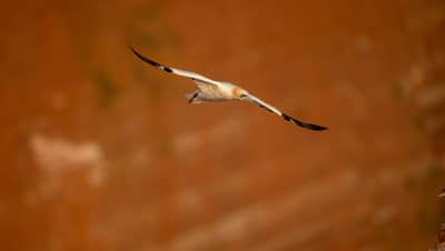 Helgoland Extra insatt — 12