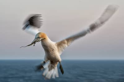 Helgoland Extra insatt — 40