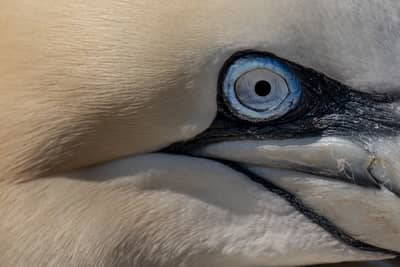 Helgoland Extra insatt — 32