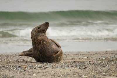 Helgoland Extra insatt — 35