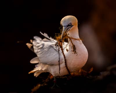 Helgoland Extra insatt — 47