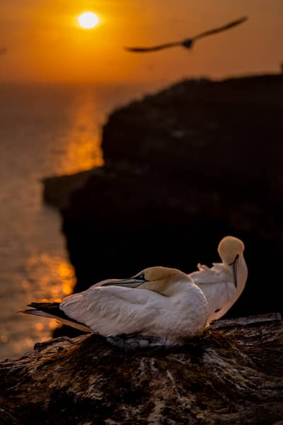 Helgoland Extra insatt — 20