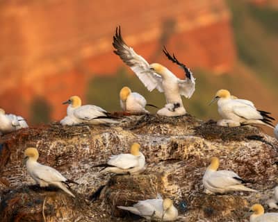 Helgoland Extra insatt — 14