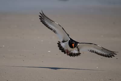 Helgoland Extra insatt — 44