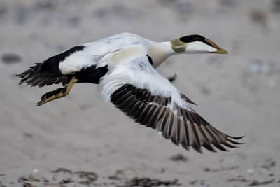 Helgoland Extra insatt — 42