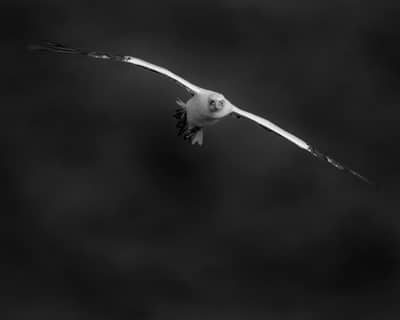 Helgoland Extra insatt — 8