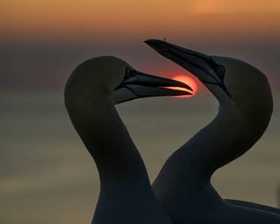 Helgoland Extra insatt — 43