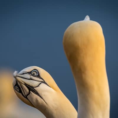 Helgoland Extra insatt — 27