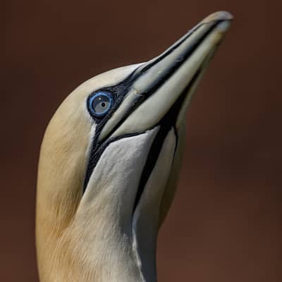 Helgoland Extra insatt — 48