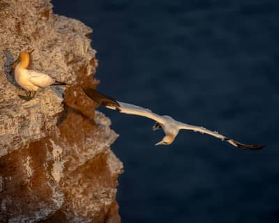 Helgoland Extra insatt — 49