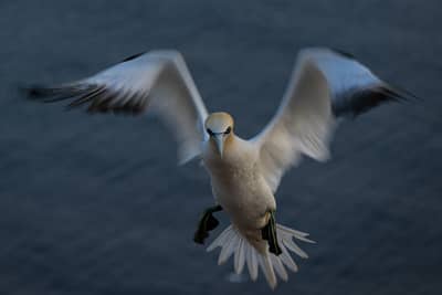 Helgoland Extra insatt — 29