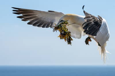 Helgoland Extra insatt — 46