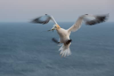 Helgoland Extra insatt — 45