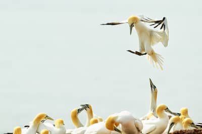 Helgoland Extra insatt — 15