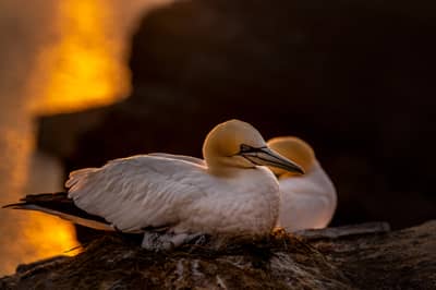 Helgoland Extra insatt — 31