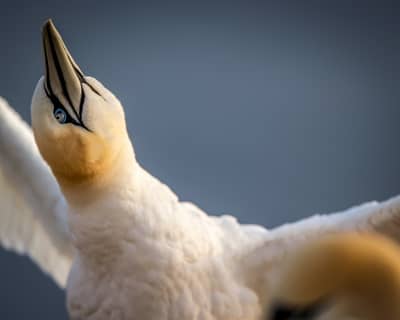 Helgoland Extra insatt — 1
