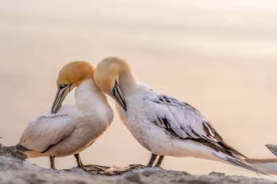 Helgoland Extra insatt — 51