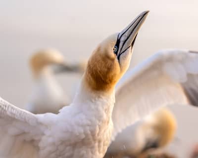 Helgoland Extra insatt — 16