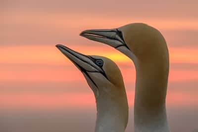 Helgoland Extra insatt — 23