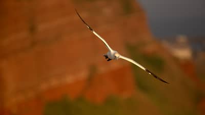 Helgoland Extra insatt — 39