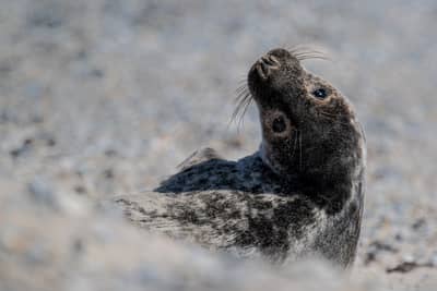 Helgoland Extra insatt — 24