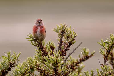 Helgoland Extra insatt — 10