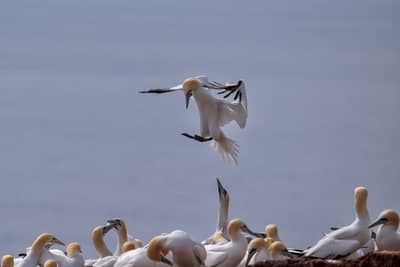 Helgoland Extra insatt — 26