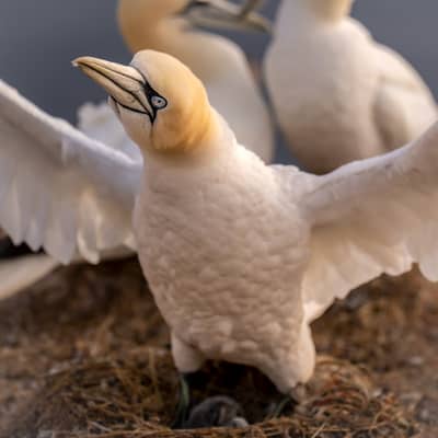 Helgoland Extra insatt — 5