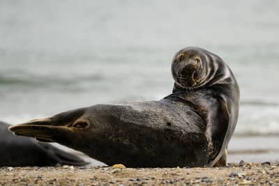 Helgoland Extra insatt — 33