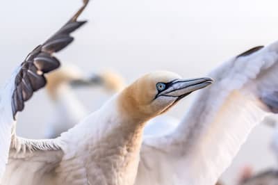 Helgoland Extra insatt — 30