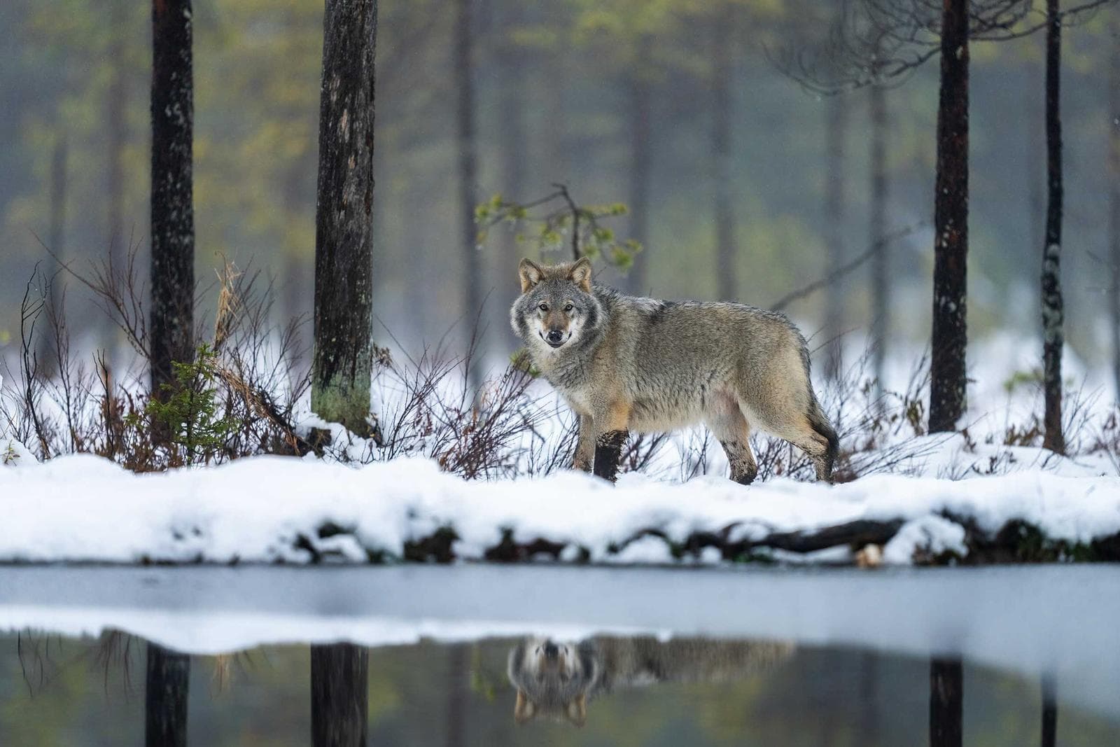 Finland — Brunbjörn och varg i midnattssol