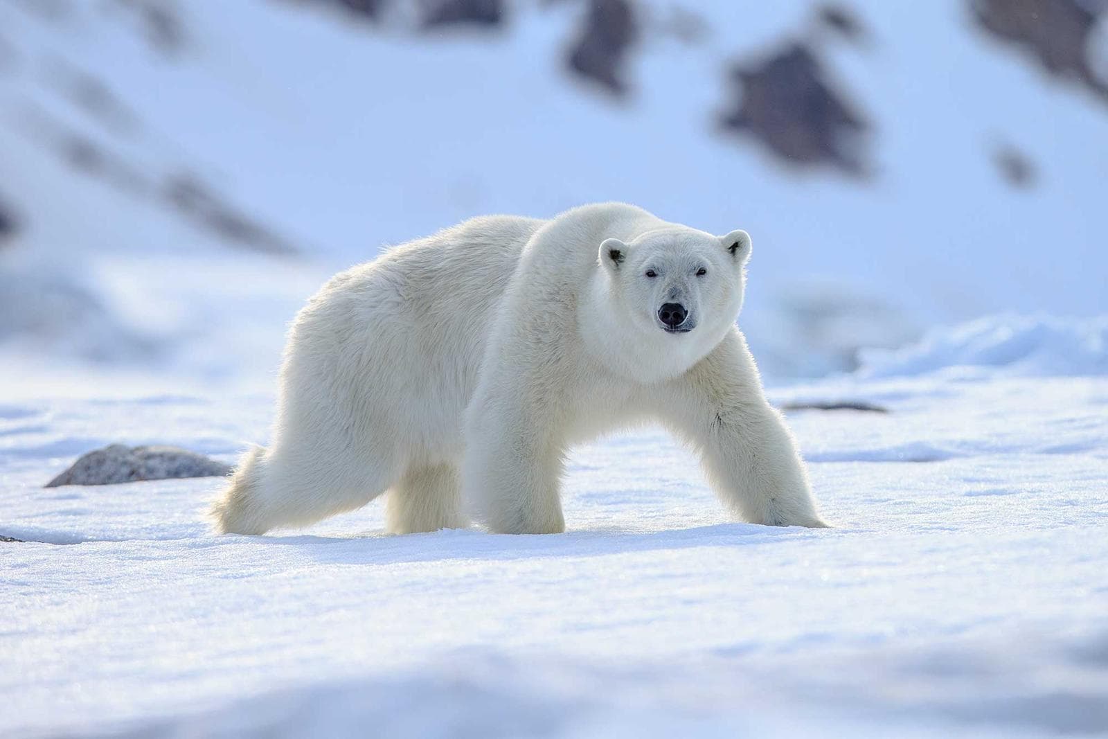 Svalbard — Isbjörnar och arktiskt vildliv